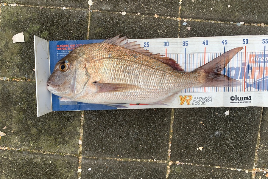 Mark Piskulic caught this 44.0cm Snapper at Far North during The Export NZ Fishing Competition